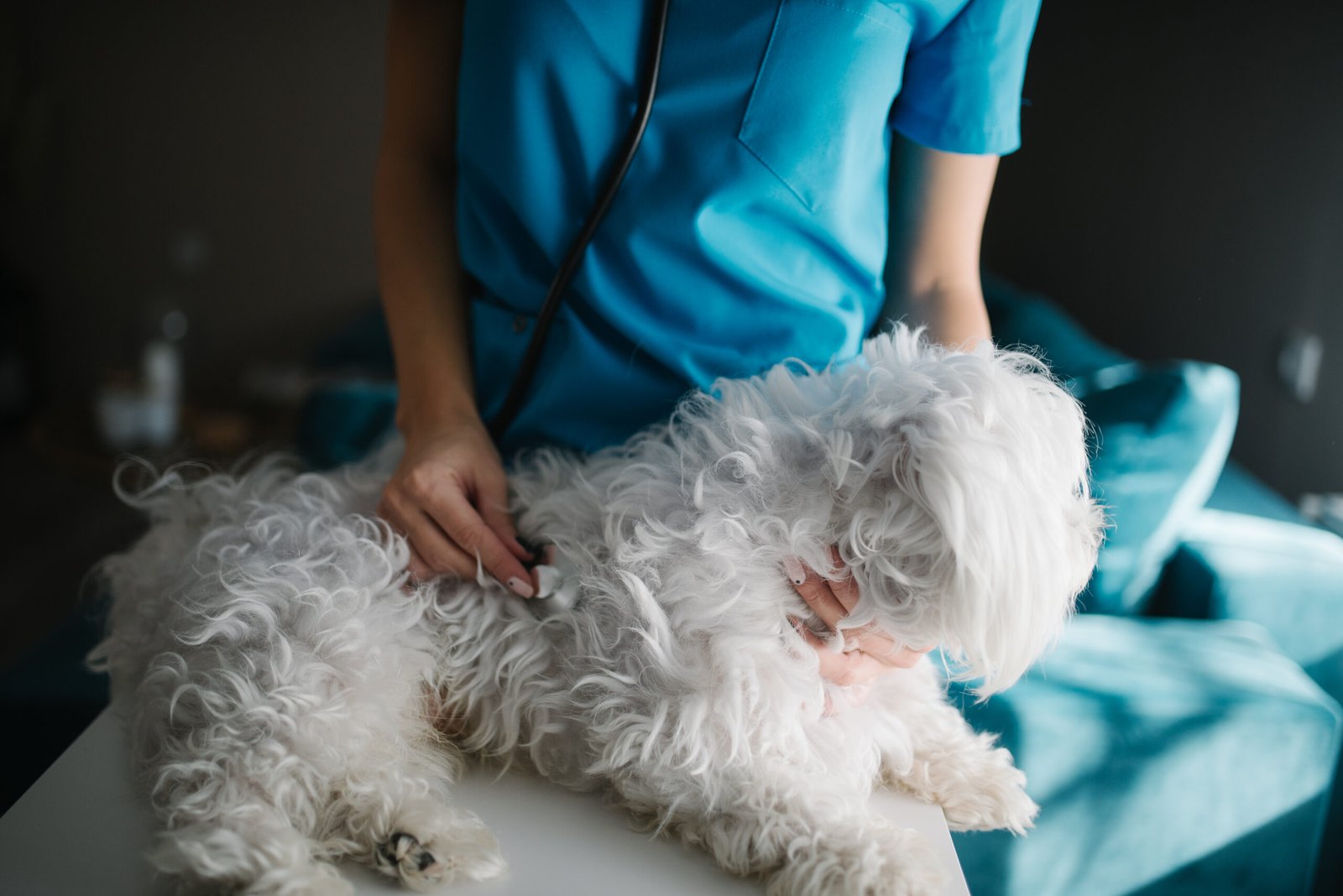 Veterinarian examining a small dog with a stethoscope before travel